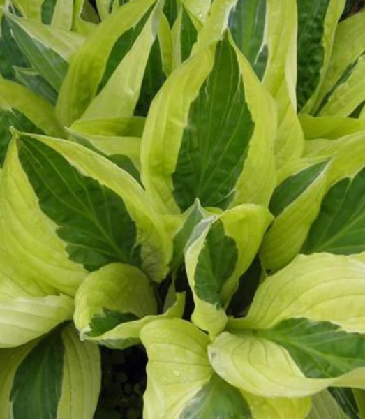 Hosta 'Yellow Polka Dot Bikini'